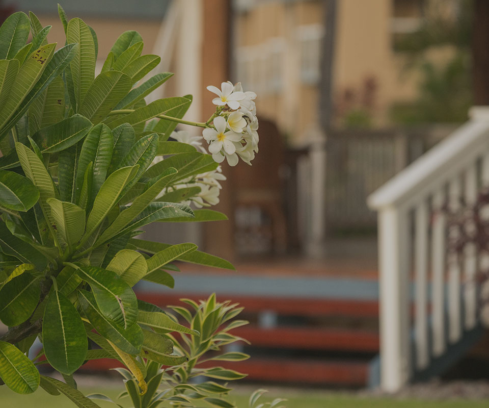 image of plumeria next to doorstep of Hawaii home