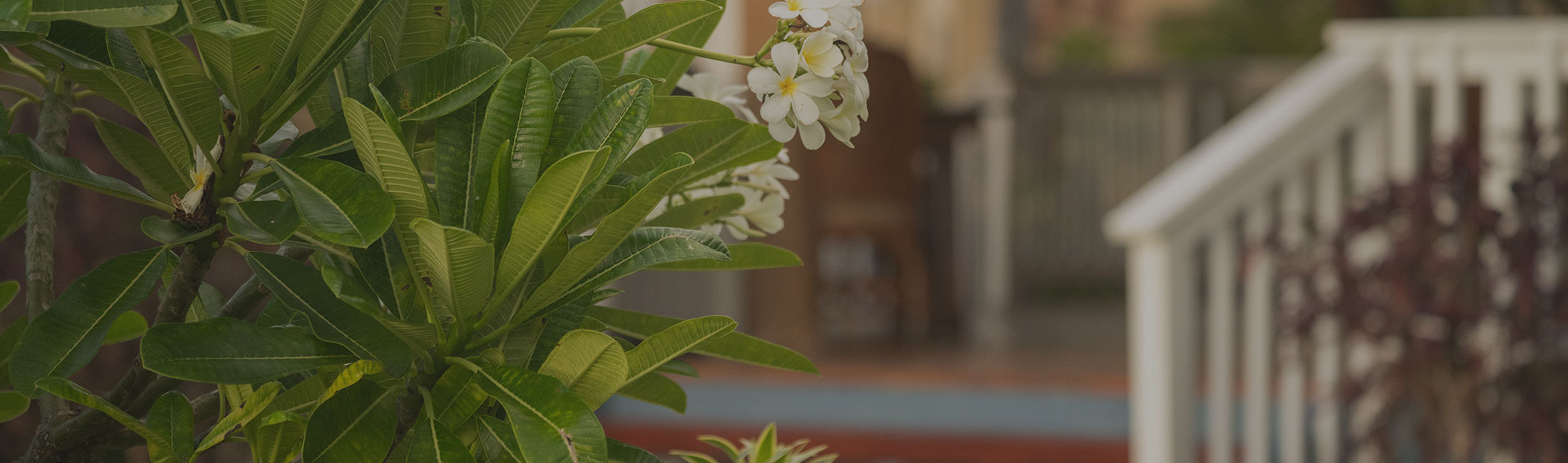 image of plumeria next to doorstep of Hawaii home